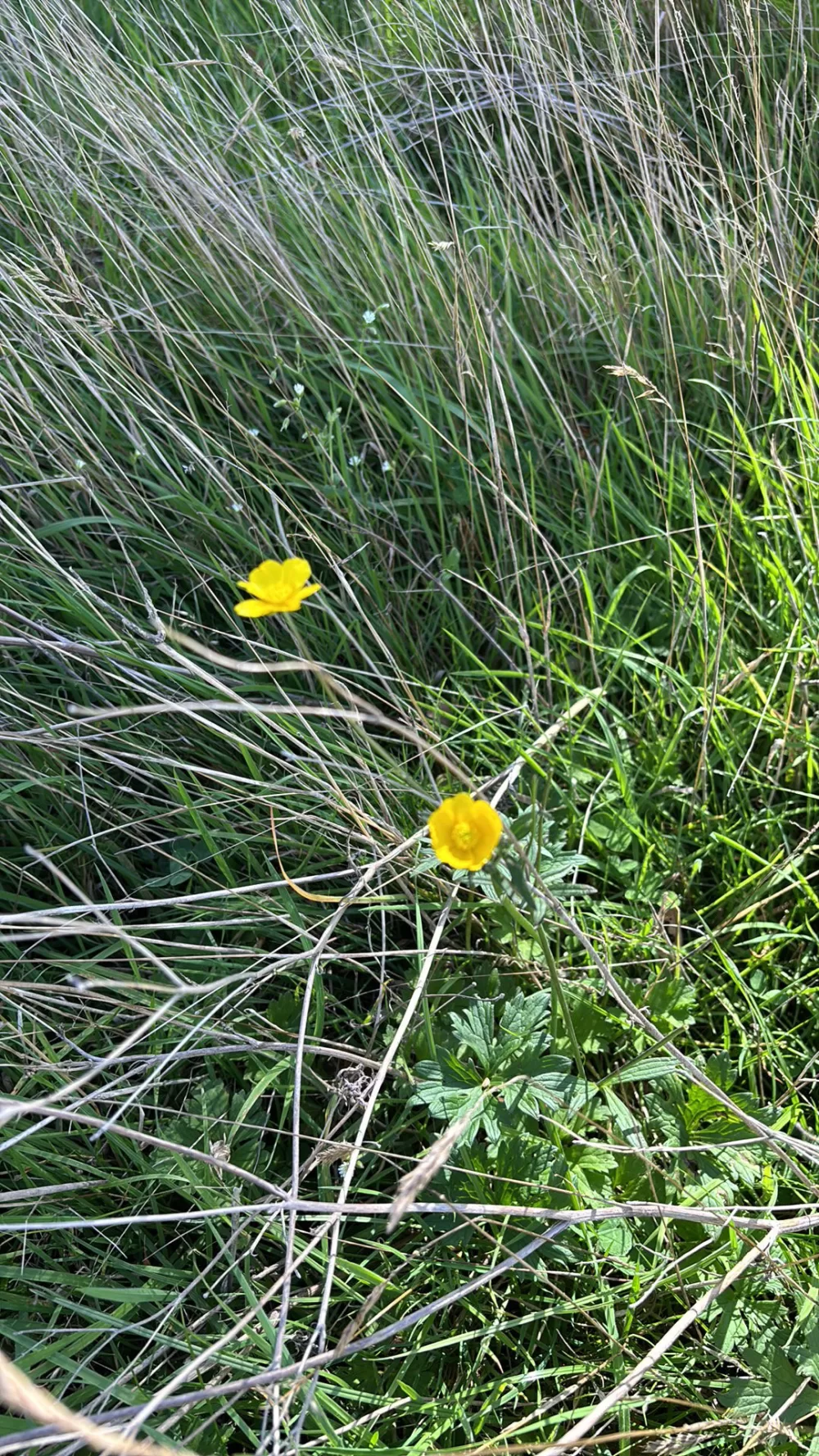 Mapping Our Mini Wild: The Allotment Plant & Tree Audit