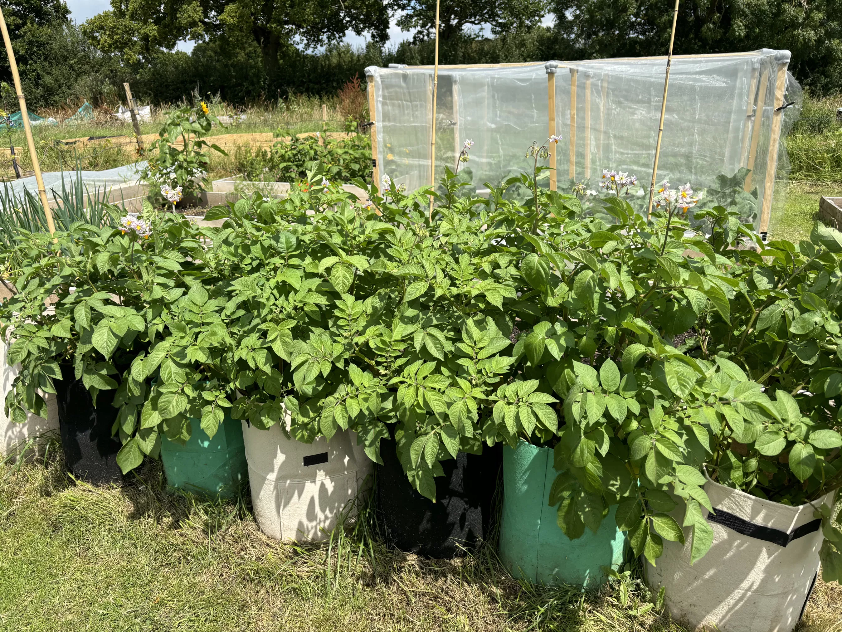 About FromPlot2Plate image 2