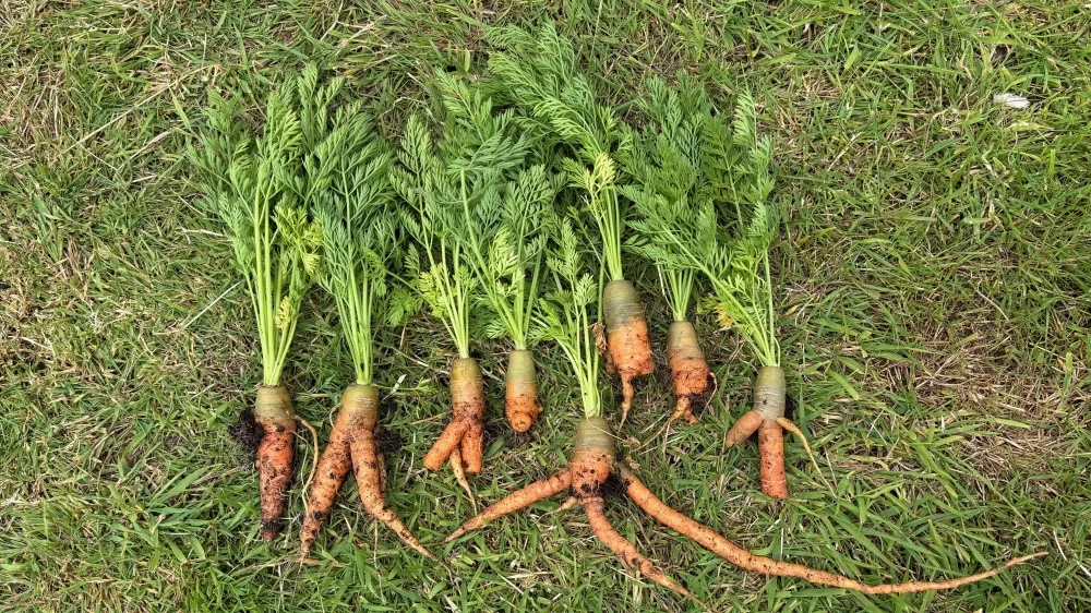 Carrot and Coriander Soup Image